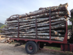 Acacia – Camion 50 stères