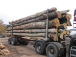 Grumes de hêtre – Camion 50 mètres cubes